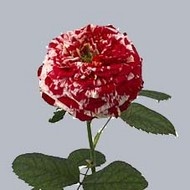 Роза Ranuncula