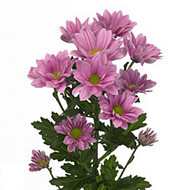 Хризантема Grand pink