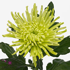 Хризантема Anastasia green