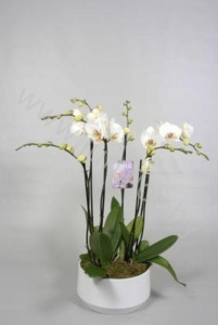Фаленопсис 6Tak Wit Diamond Schaal