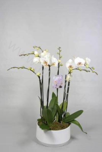 Фаленопсис 6Tak Wit Diamond Schaal