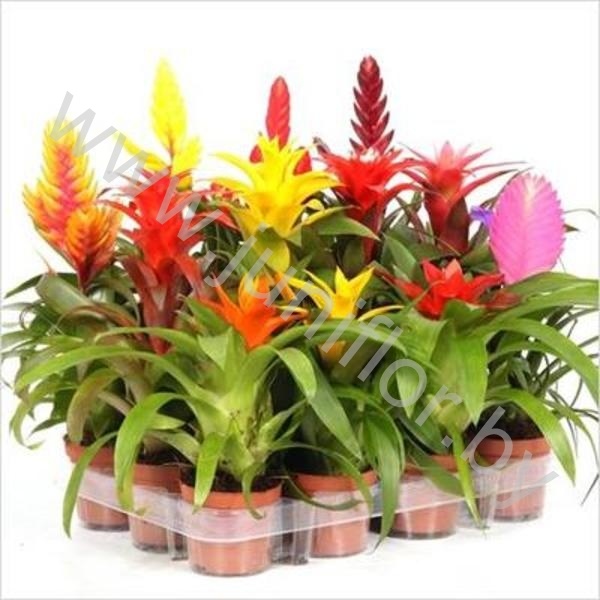 Бромелия Mix Cupcake Extreme