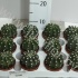 Кактус Echinopsis Кактус Echinopsis