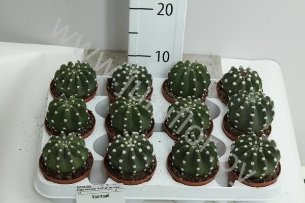 Кактус Echinopsis