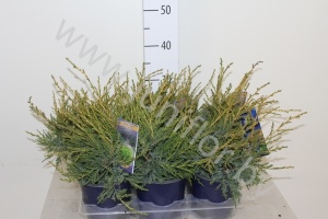 Можжевельник  Juniperus Kuriwao Gold