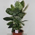 Диффенбахия Dieffenbachia Reflector