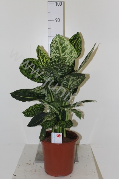 Диффенбахия Dieffenbachia Reflector
