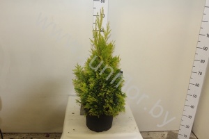 Туя Thuja Plic.4ever Goldy