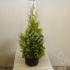 Туя Thuja Plic.4ever Goldy