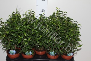 Фикус Ficus Natasja
