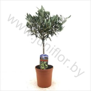 Олива Olea Europaea Op Stam