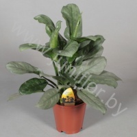 Аглаонема Aglaonema Lumina