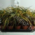 Кодиеум Codiaeum Zanzibar Кодиеум Codiaeum Zanzibar