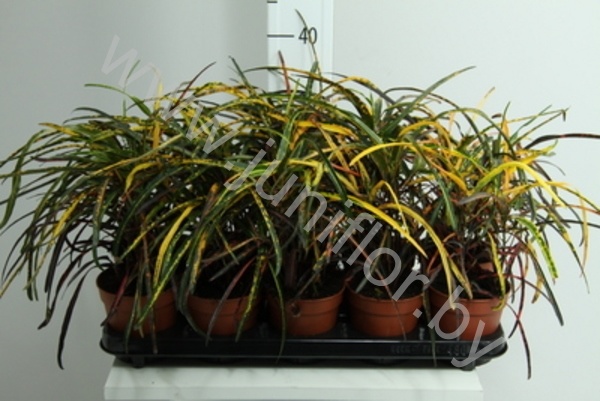 Кодиеум Codiaeum Zanzibar