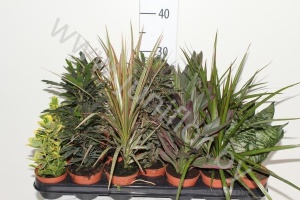 Микс Plant Mix,codiaeum,areceae,dra