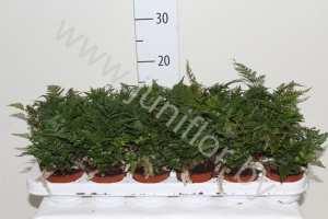 Хумата Humata Tyermannii