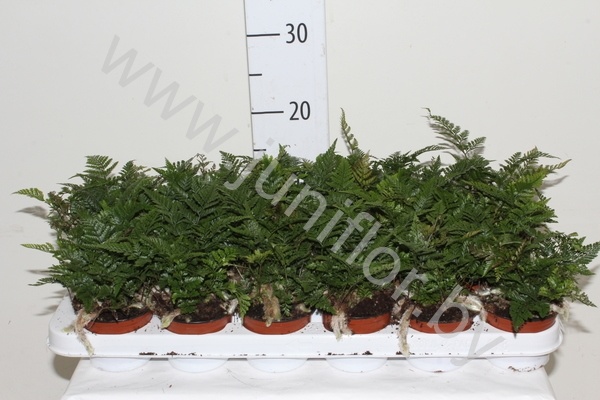 Хумата Humata Tyermannii