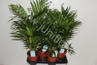 Арека Chrysalidocarpus Areca
