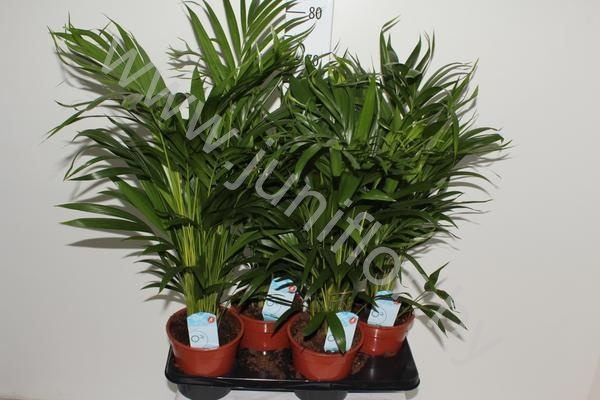 Арека Chrysalidocarpus Areca