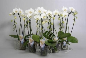 Фаленопсис Phal Cascade White 2-Tak
