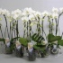 Фаленопсис Phal Cascade White 2-Tak Фаленопсис Phal Cascade White 2-Tak