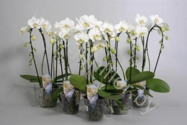 Фаленопсис Phal Cascade White 2-Tak