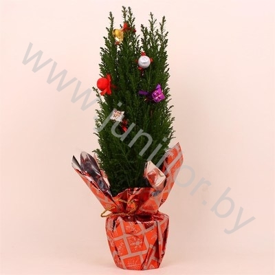 Кипарис Cham.Rondella Decoraties NO SNOW