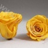 Стабилизированная роза Rose pr YEL02 Стабилизированная роза Rose pr YEL02