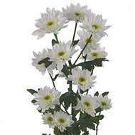 Хризантема Mona lisa