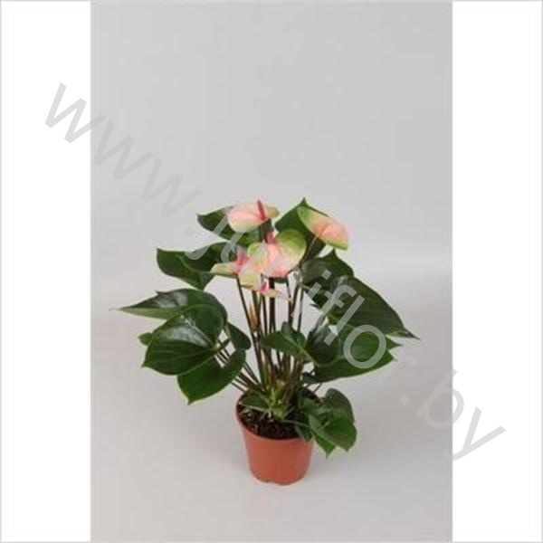 Антуриум Renoir