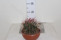 Кактус Ferocactus Stainesii