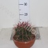 Кактус Ferocactus Stainesii Кактус Ferocactus Stainesii