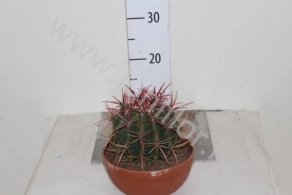 Кактус Ferocactus Stainesii
