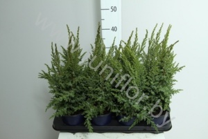 Можжевельник  Juniperus Loderi