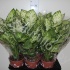 Диффенбахия Dieffenbachia Sublime
