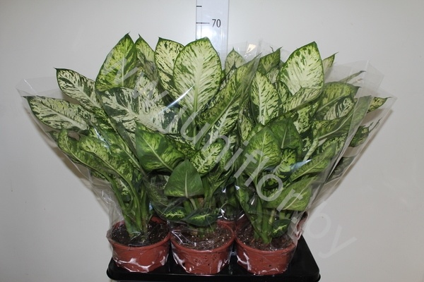 Диффенбахия Dieffenbachia Sublime