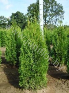 Туя Thuja Pyramidalis Compacta