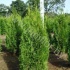 Туя Thuja Pyramidalis Compacta Туя Thuja Pyramidalis Compacta