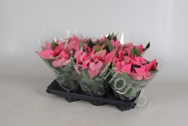 Пуансетия Euphorbia Mars Pink Пуансетия Euphorbia Mars Pink