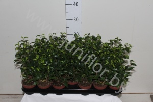 Фикус Ficus Natasja Bush