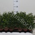 Фикус Ficus Natasja Bush Фикус Ficus Natasja Bush
