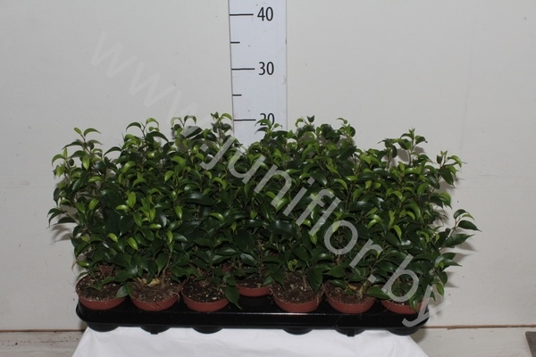 Фикус Ficus Natasja Bush