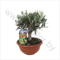 Олива Olea europea In Schaal(bonsai)