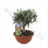 Олива Olea europea In Schaal(bonsai) Олива Olea europea In Schaal(bonsai)