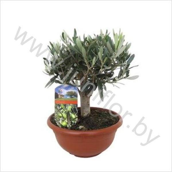 Олива Olea europea In Schaal(bonsai)
