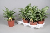 Аглаонема Aglaonema Maria Christina