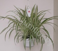 Хлорофитум Chlorophytum Cos.Vitatum