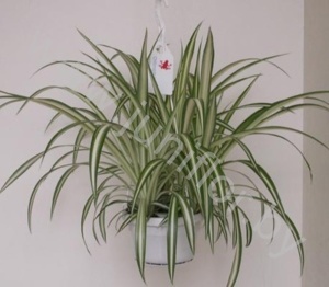 Хлорофитум Chlorophytum Cos.Vitatum