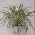 Хлорофитум Chlorophytum Cos.Vitatum Хлорофитум Chlorophytum Cos.Vitatum