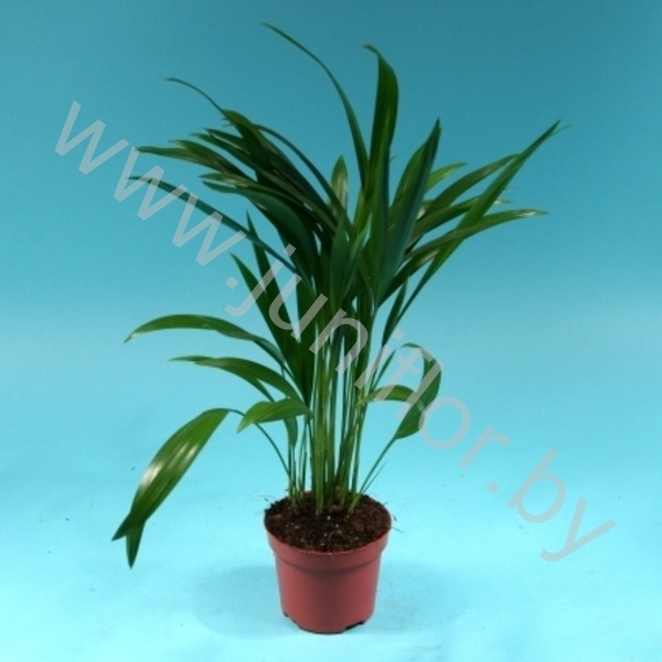 Арека Chrysalidocarpus Areca